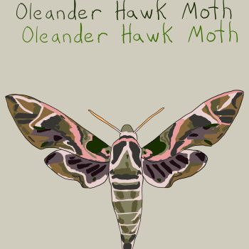 Oleander Hawk Moth_sm