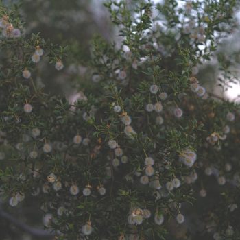 fuzzberries