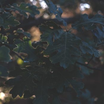 leaves_sm